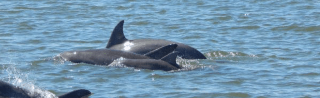 dolphin tour st simons