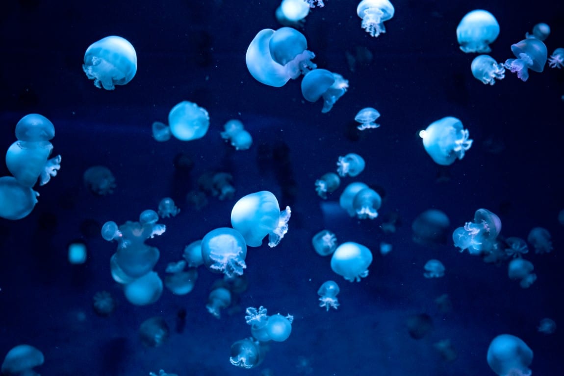 Your Guide to the Marine Life on St. Simons Island Lighthouse Vacations